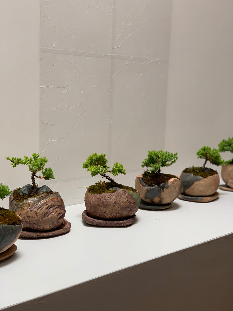 Bonsai Workshop With Kristen Calder's Pot - 25th Feb 24'